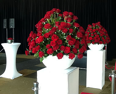 Emirates Roses
