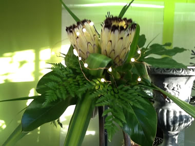 Proteas